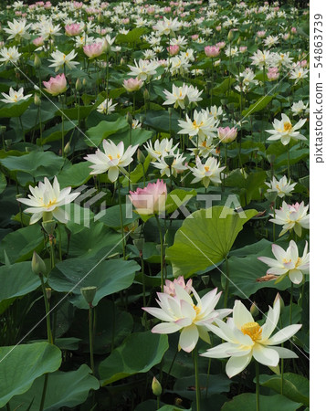 蓮花 蓮花 54863739