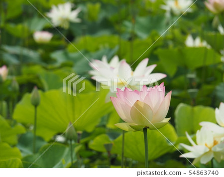 蓮花 蓮花 54863740