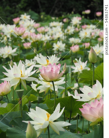 Lotus flower  54863741