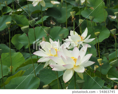 蓮花 蓮花 54863745