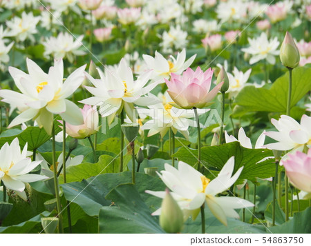 Lotus flower Lotus flower 54863750