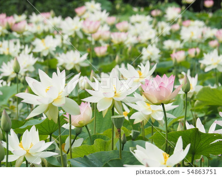 Lotus flower Lotus flower 54863751