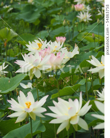 Lotus flower Lotus flower 54863758