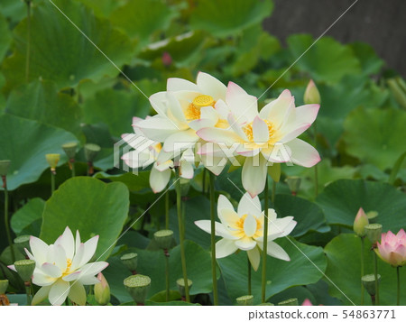 蓮花 蓮花 54863771