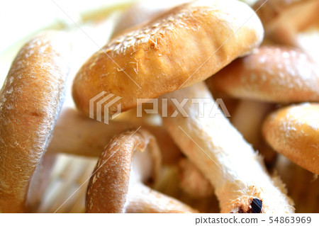 Shiitake mushroom 54863969