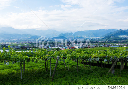 （山梨都市風景）從葡萄園看見的勝沼3的都市風景 54864014