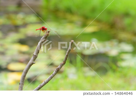 90mm macro heels 7 54864046