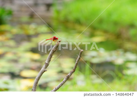 90mm macro heels 8 54864047