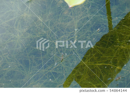 Damselfly spawning action underwater Damselfly spawning action underwater 54864144