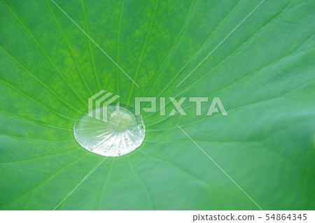 Lotus leaf polka dots 4 54864345