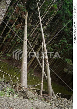 Typhoon damage Mountain forest 54864450