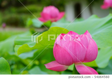 Hasunuma 8 Hasunuma 8 54864560