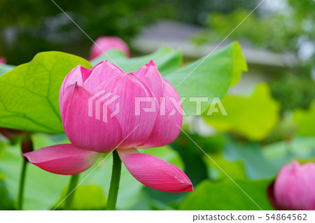 Hasunuma 9 Hasunuma 9 54864562