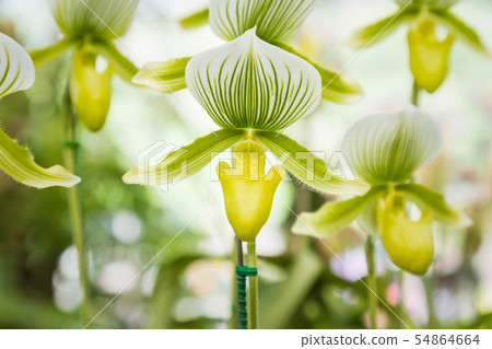 White lady's slipper orchids (Paphiopedilum 54864664