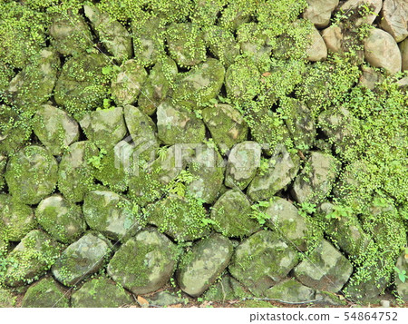 石垣,苔蘚,苔蘚,苔蘚,胡同,道路,樹蔭,樹木 石垣,苔蘚,苔蘚,苔蘚,胡同,道路,樹蔭,樹木 54864752