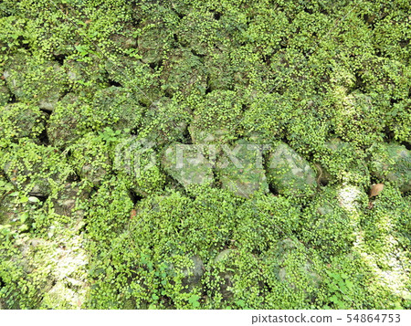 石垣,苔蘚,苔蘚,苔蘚,胡同,道路,樹蔭,樹木 石垣,苔蘚,苔蘚,苔蘚,胡同,道路,樹蔭,樹木 54864753