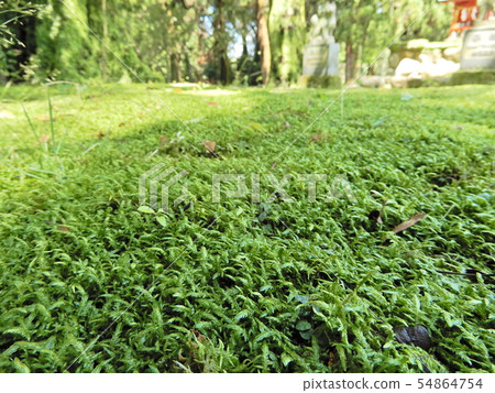 苔蘚,苔蘚,苔蘚,神社,樹,柴犬 苔蘚,苔蘚,苔蘚,神社,樹,柴犬 54864754