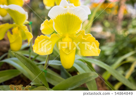 Yellow lady's slipper orchids Yellow lady's slipper orchids 54864849
