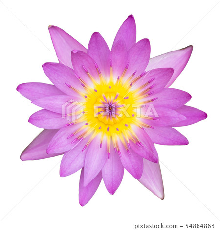 Pink water lily top view on white background 54864863
