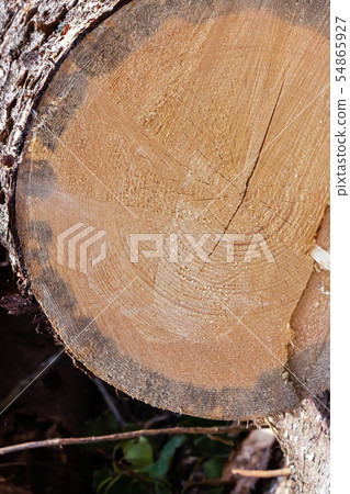 pine log big thick trunk smooth saw cut close up pine log big thick trunk smooth saw cut close up 54865927