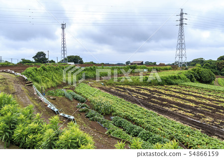 田地(Pedly雨季) 田地(Pedly雨季) 54866159