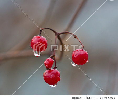 Close-up of red ripe berries of viburnum on a branch in raindrops in the garden. Autumn berry 54866895