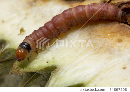Closeup of worm on durian fruits,Durian seed borer 54867308