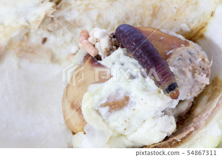 Closeup of worm on durian fruits,Durian seed borer 54867311