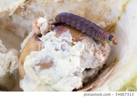 Closeup of worm on durian fruits,Durian seed borer 54867313