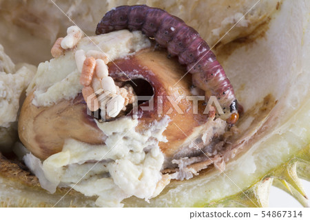 Closeup of worm on durian fruits,Durian seed borer 54867314