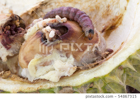 Closeup of worm on durian fruits,Durian seed borer 54867315