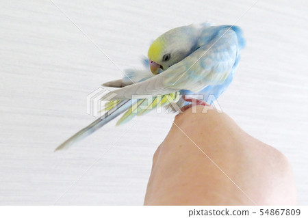 Budgerigar 54867809