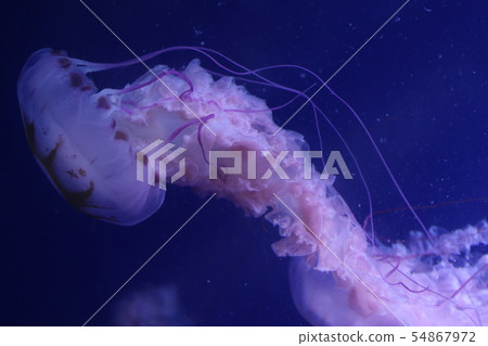 籠子 籠子 54867972