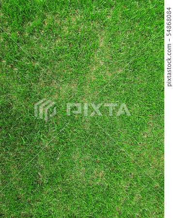Photo of green grass surface Photo of green grass surface 54868084