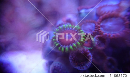 Mames Nagin Chak 54868370