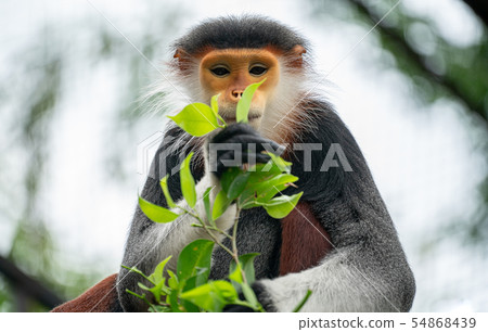 Red shanked Douc Langur (Pygathrix nemaeus) 54868439