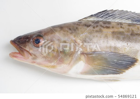 Cold-water fish inhabiting the coast of the Sea of Japan The unique texture is popular for its light taste 54869121
