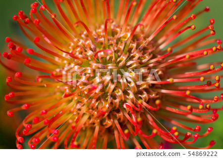 Closeup macro photo stunning long lasting yellow orange flowers Pincushion Protea or Leucospermum 54869222