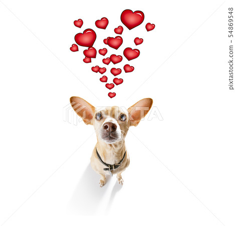 happy birthday  valeintines dog 54869548