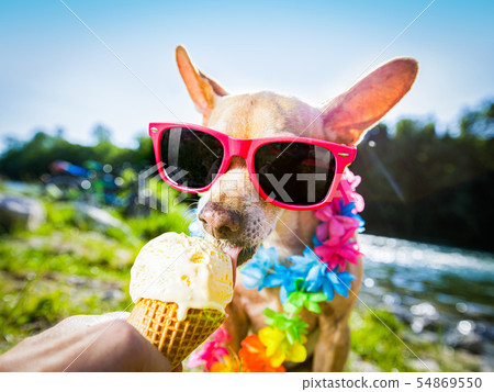 dog  summer vacation   licking ice cream 54869550