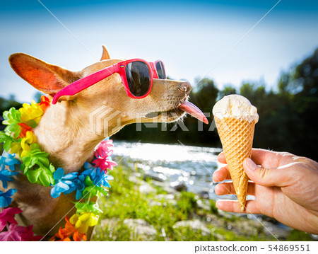 dog  summer vacation   licking ice cream 54869551