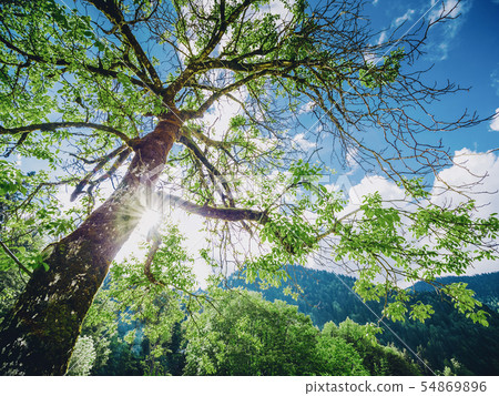 Spring forest tree 54869896