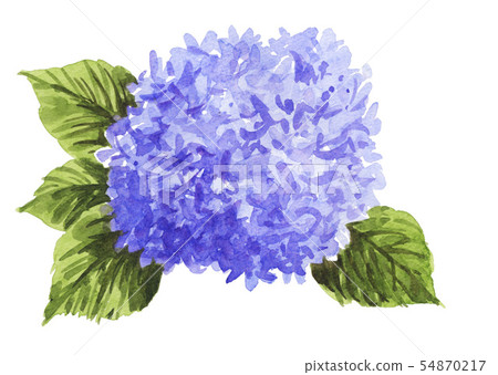 bloom, blossom, blossoms 54870217