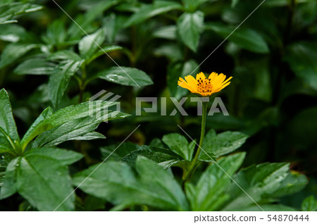 Little yellow Singapore daisy - close up flower 54870444
