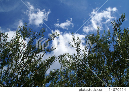 Shodoshima olive and blue sky Shodoshima olive and blue sky 54870634