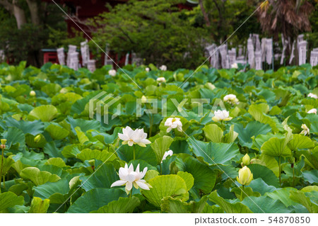 Lotus pond in Tsuruoka Hachimangu shrine, Kamakura city 54870850