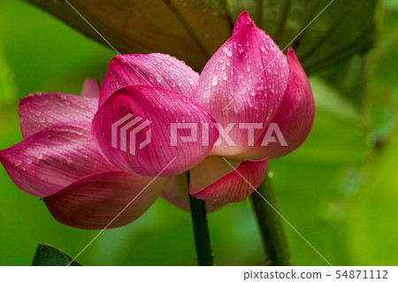 Lotus of Yokohama Sanphen Garden 54871112