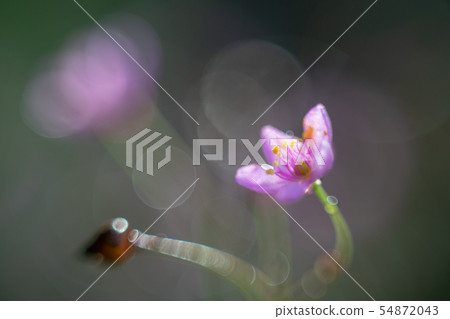 Talinum paniculatum pink flower blossom in the Talinum paniculatum pink flower blossom in the 54872043