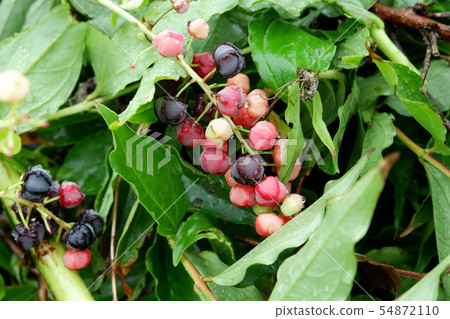 日本三大有毒植物 日本三大有毒植物 54872110