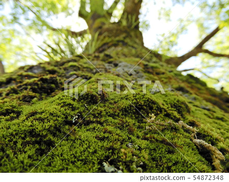 Moss, moss, moss, trees Moss, moss, moss, trees 54872348